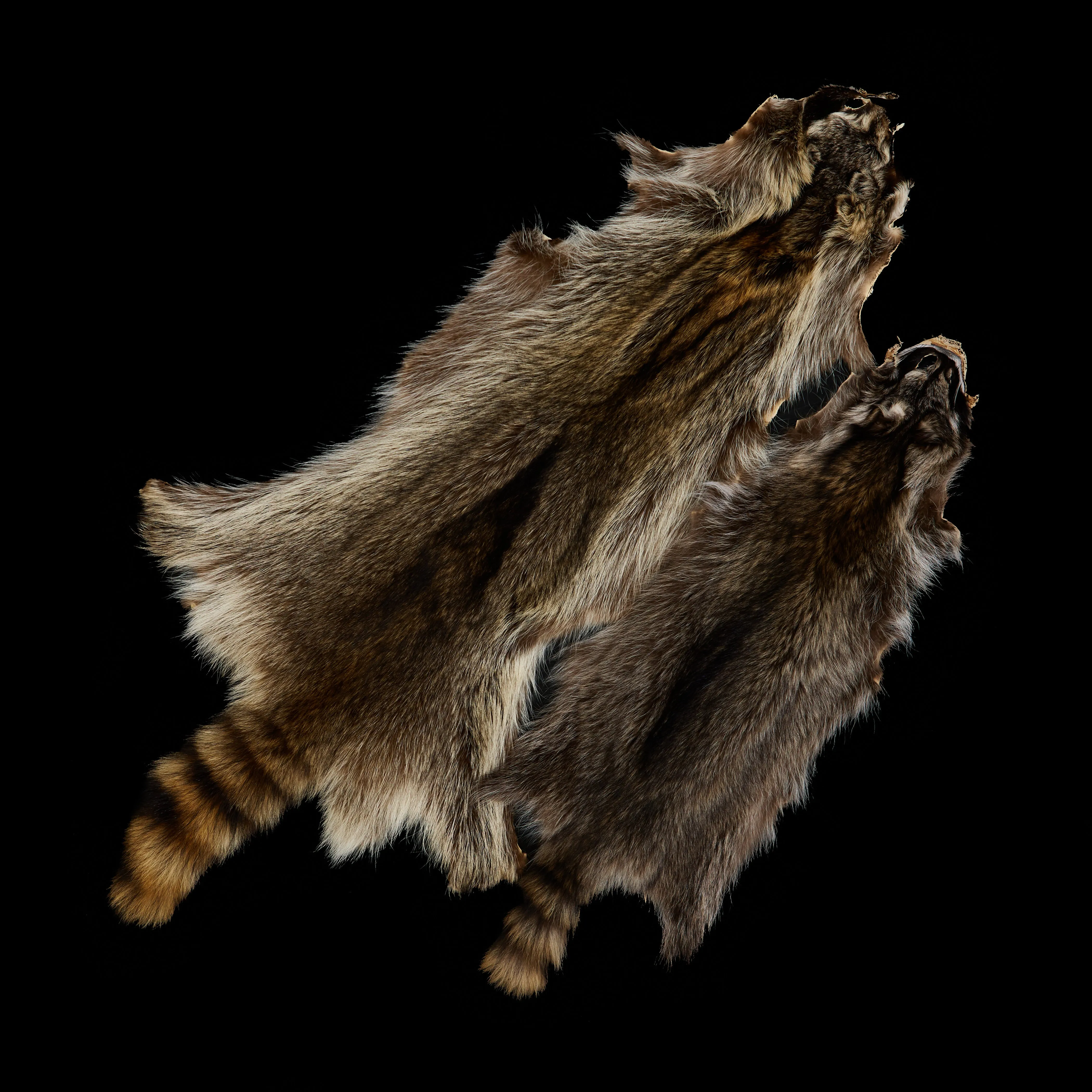 Raccoon Fur