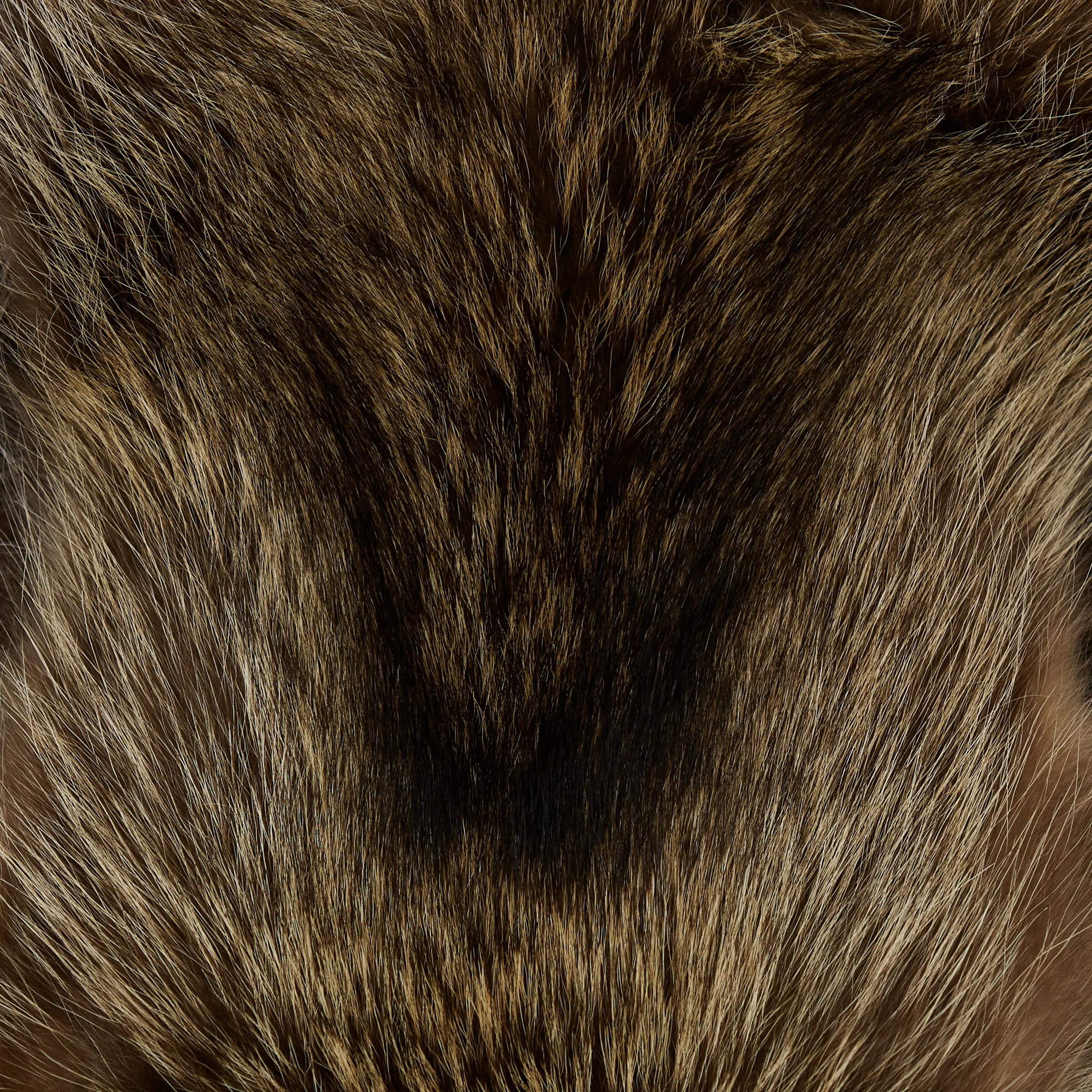 Raccoon Fur